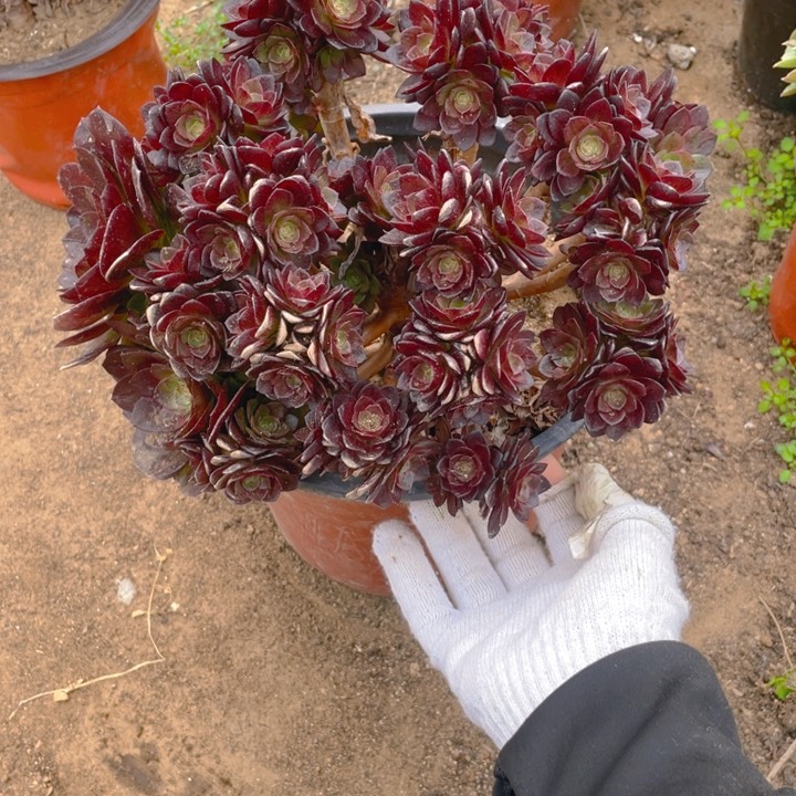 598会断枝法师多肉断枝不售后