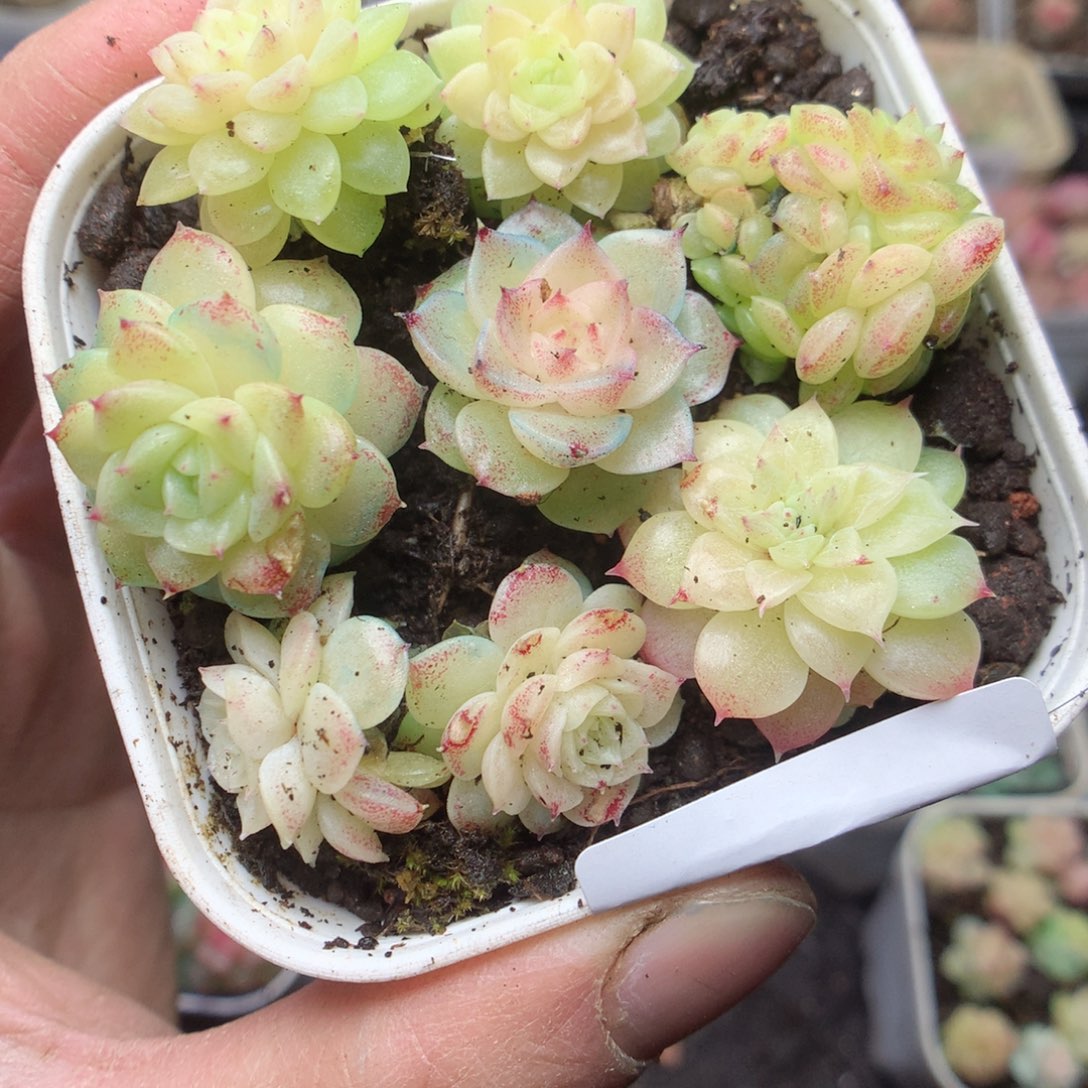 无花朵F130 yyyytyyy