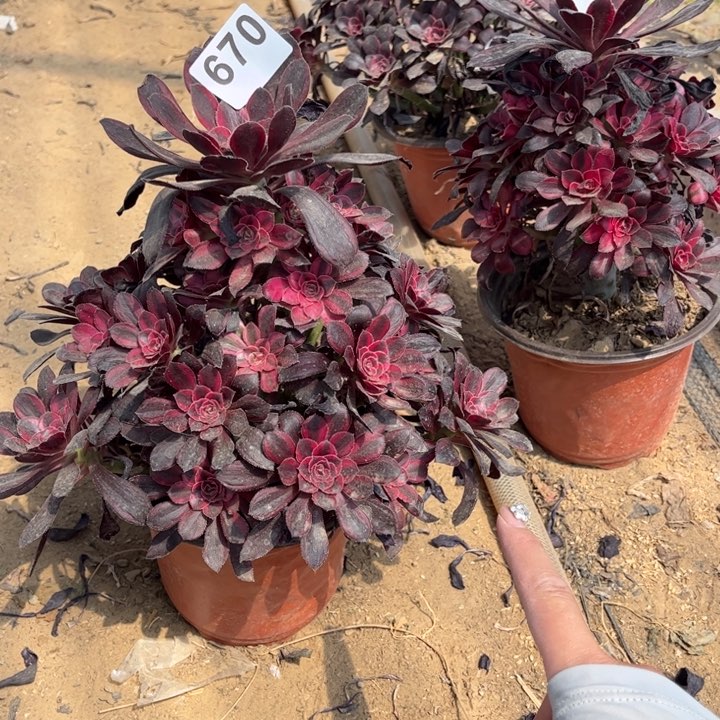 香奈儿670不包断枝