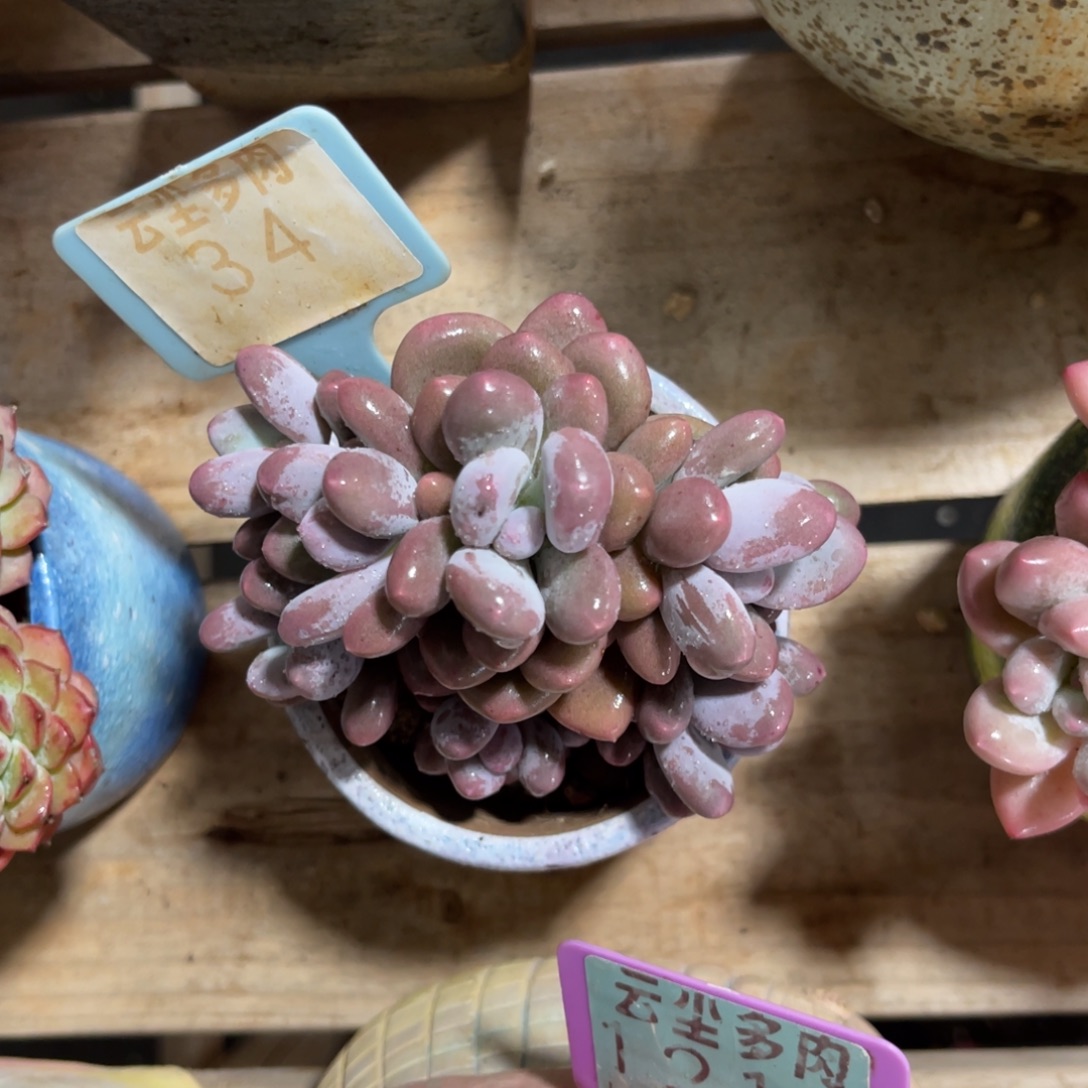 打***死云尘多肉一物一拍不含盆34