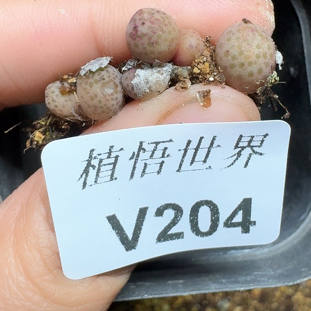 204号多肉植物哇c g
