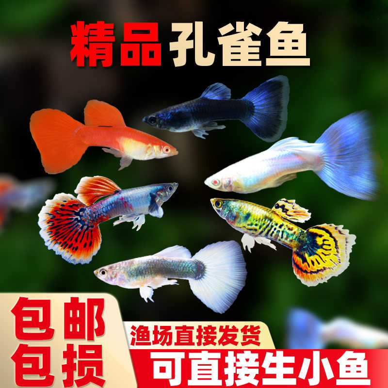 杂袍孔雀鱼天空蓝鱼小鱼苗下崽胎生凤尾鱼活体小型淡水热带观赏鱼