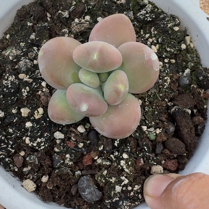 刚果奶 单头 一物一拍