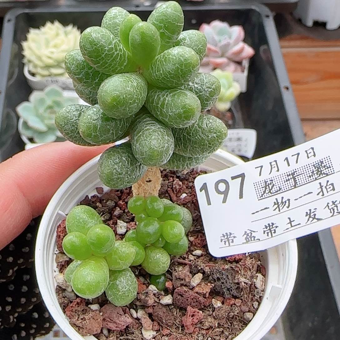 多肉0717-197绿龟之卵