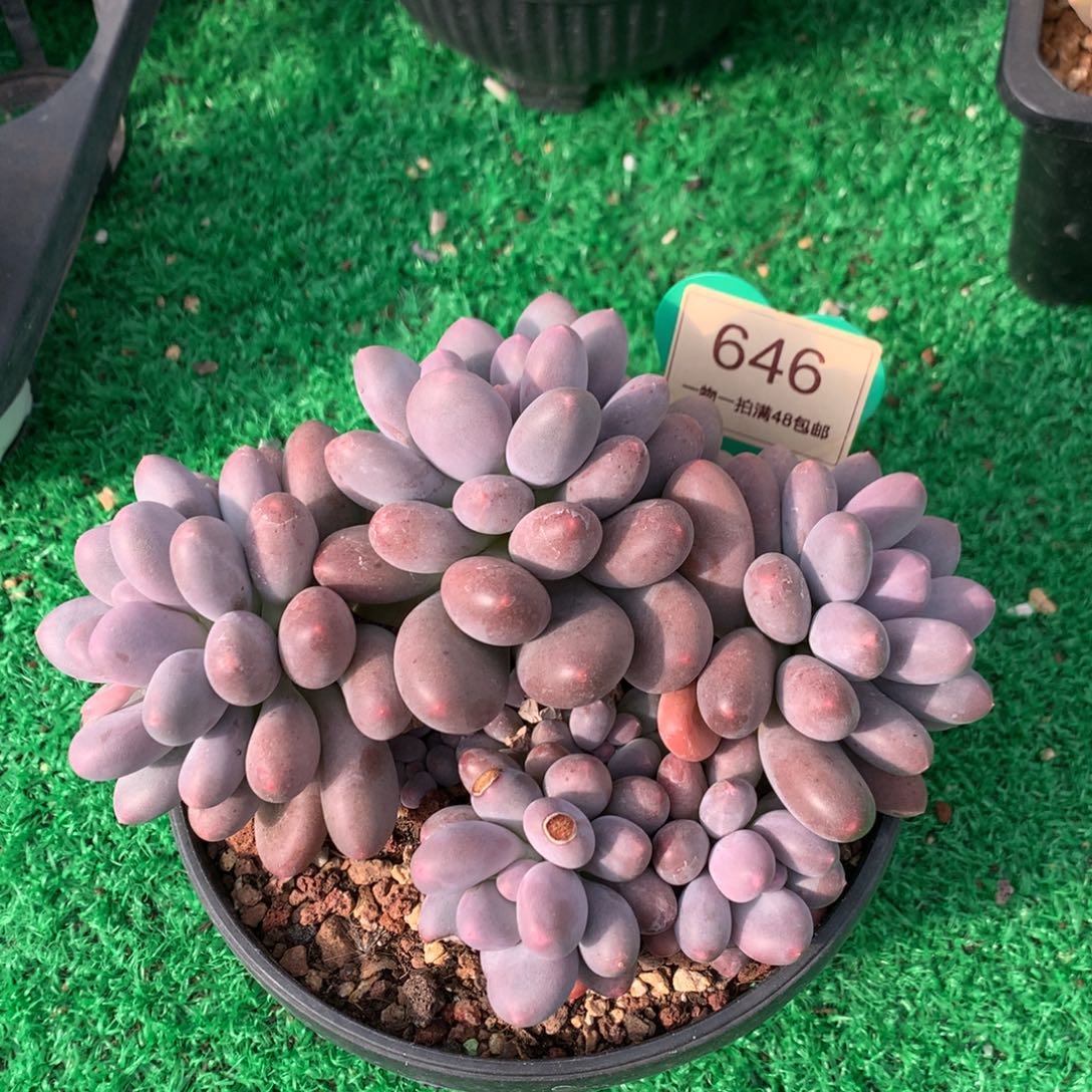 橙光奶无砍开播福利