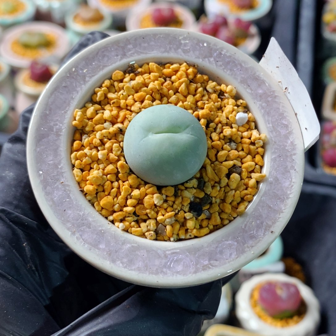 5061--一物一拍 带盆