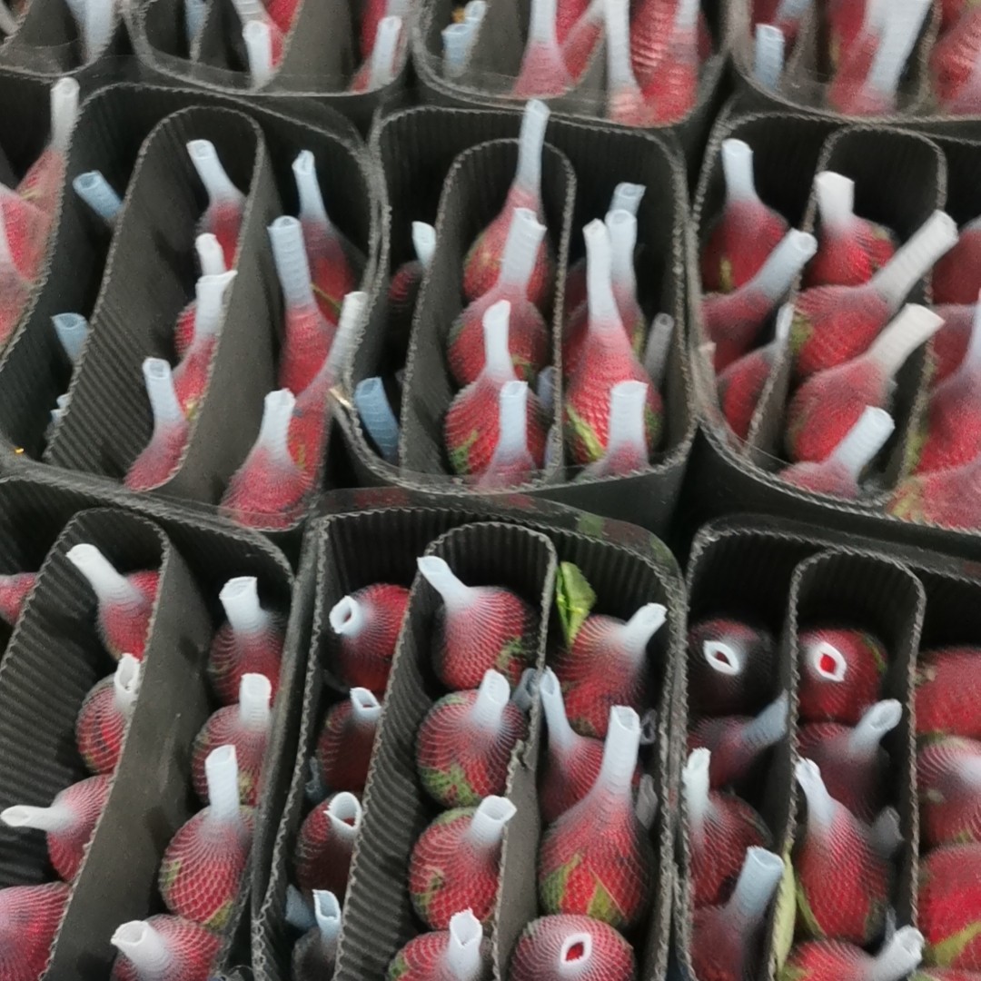 云南基地直发20枝卡罗拉红玫瑰花家用水养插花花束