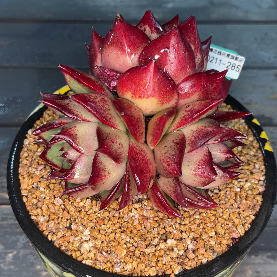 从前慢多肉精选编号0211.285