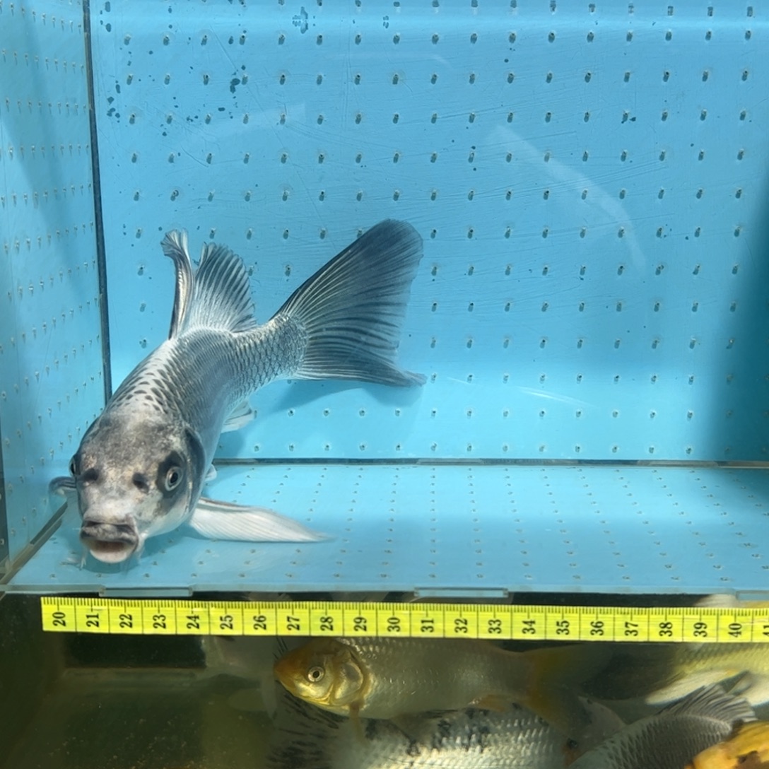 蝴蝶鲤鱼蝴蝶鲤观赏鱼金银猫