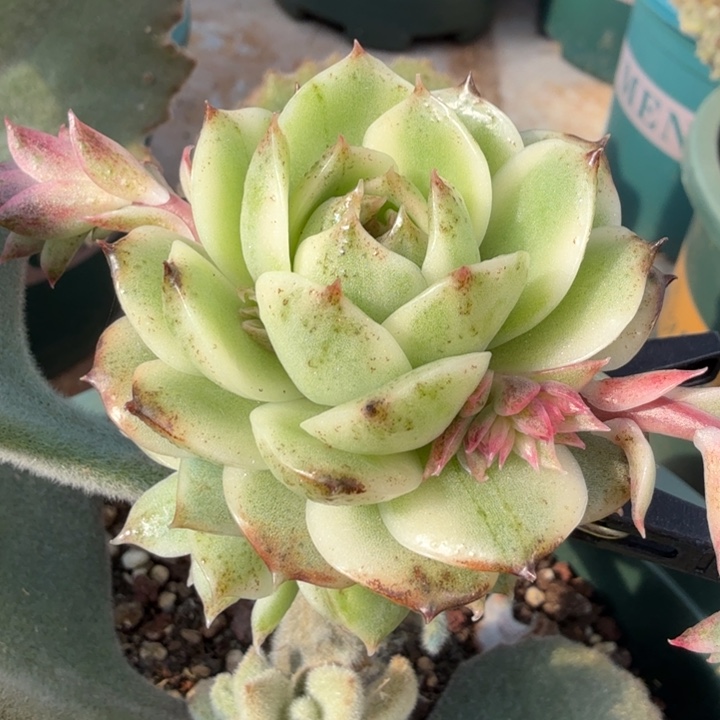 黑水晶锦腹轮锦带侧芽