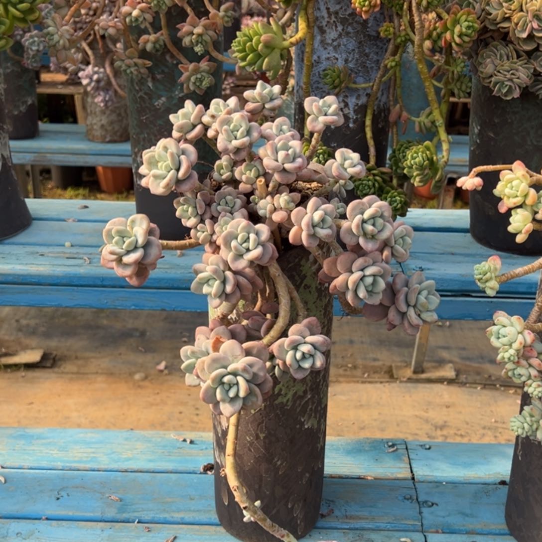 精品红洛神悬崖 裸根