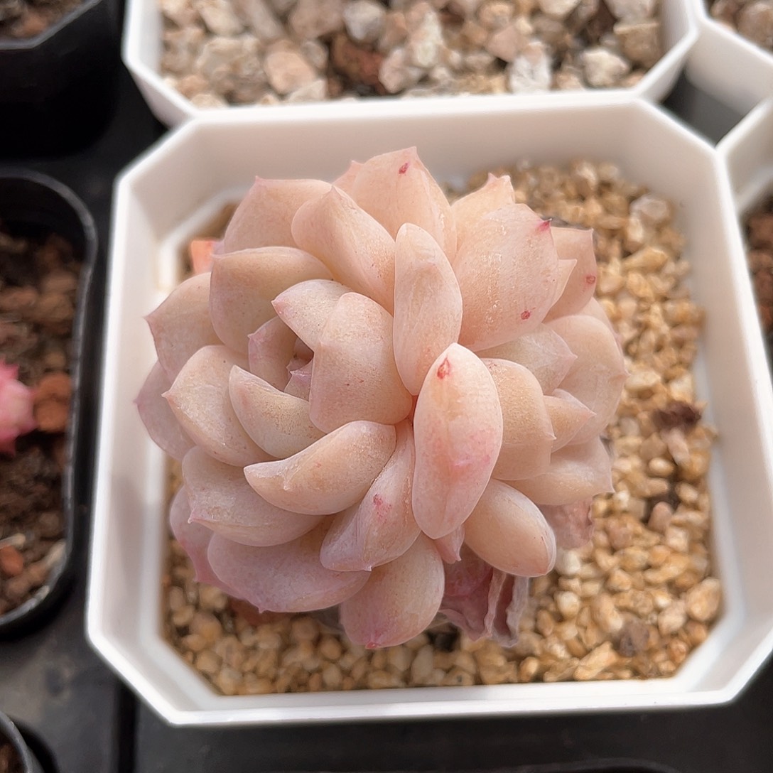 南*优选纯爱福利9199