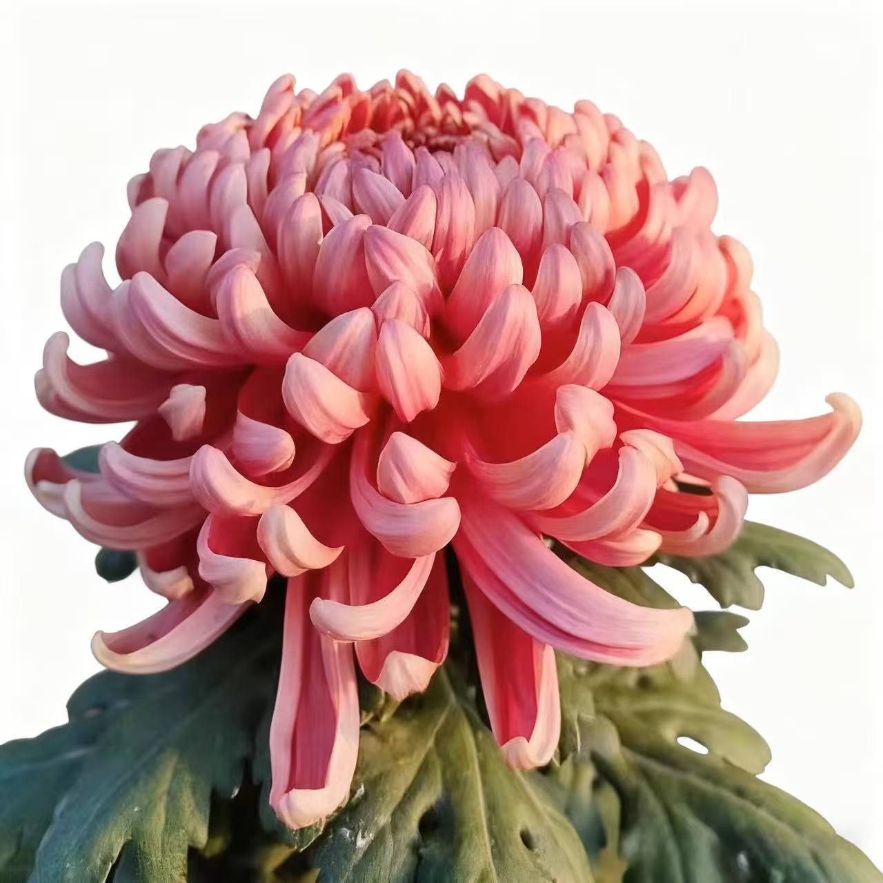 A一物一拍菊花老桩九月大菊