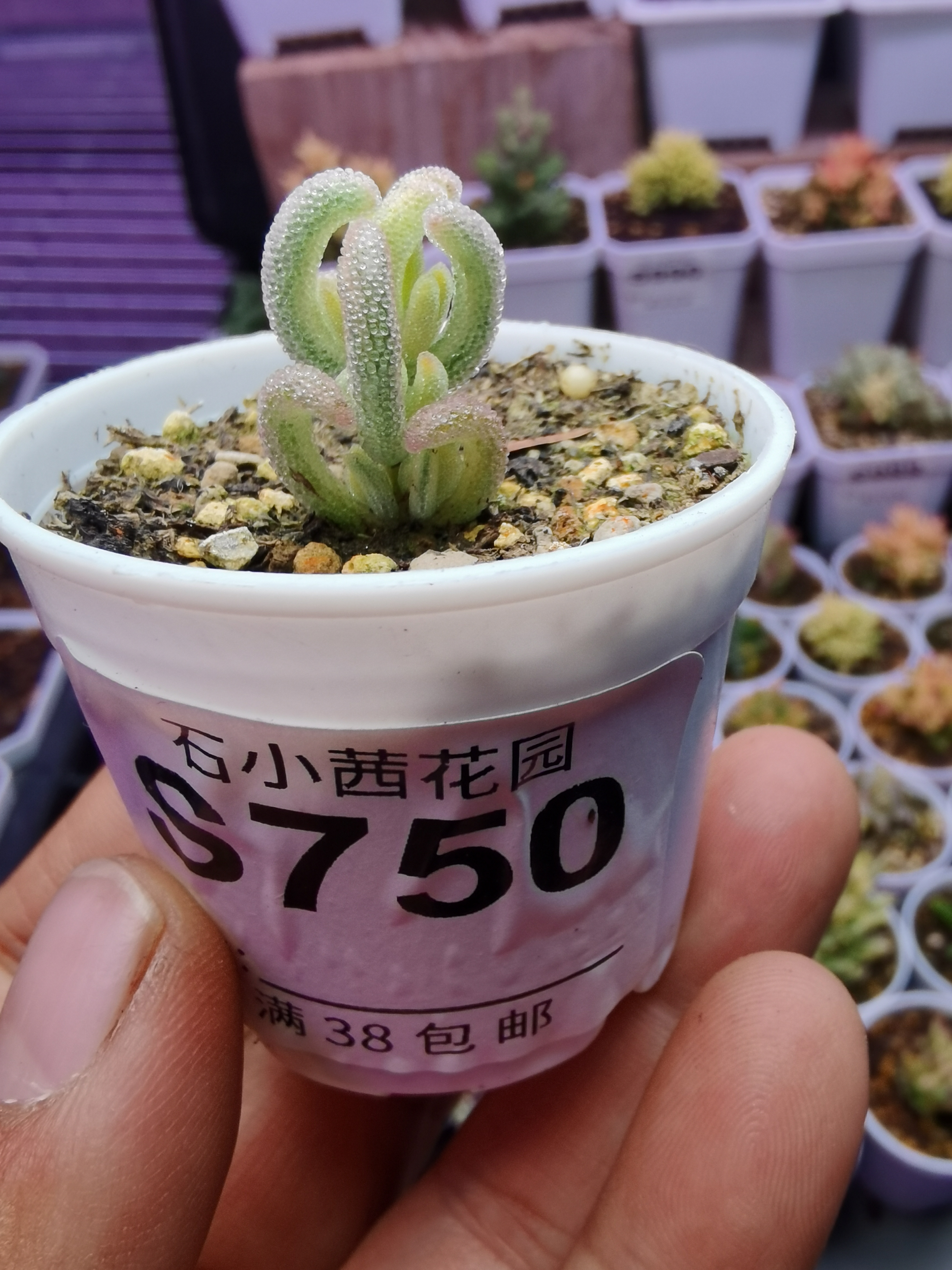 蓝桉专拍折后多肉植物枝干番杏超白