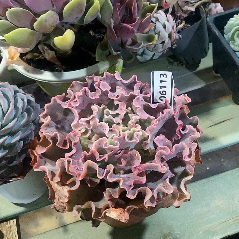 【闪购商品】高砂06113