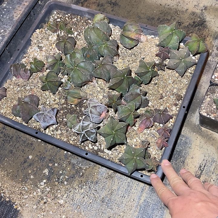 满38包邮2天凑单，脱土晾根发货多肉植物