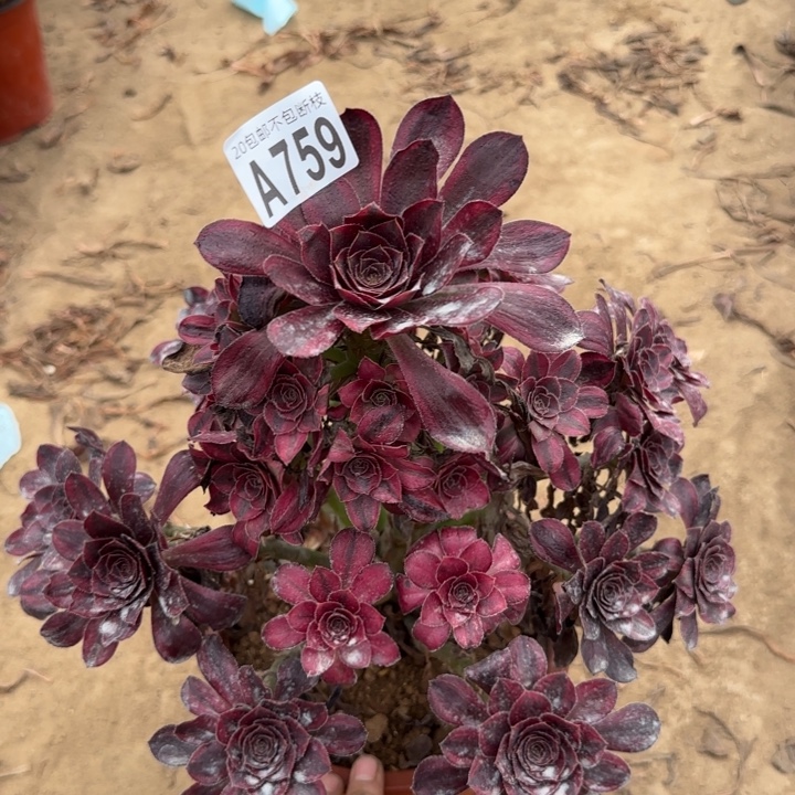  香奈尔……多肉植物……