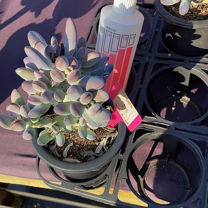 275乒乓福娘肉肉肉肉肉肉