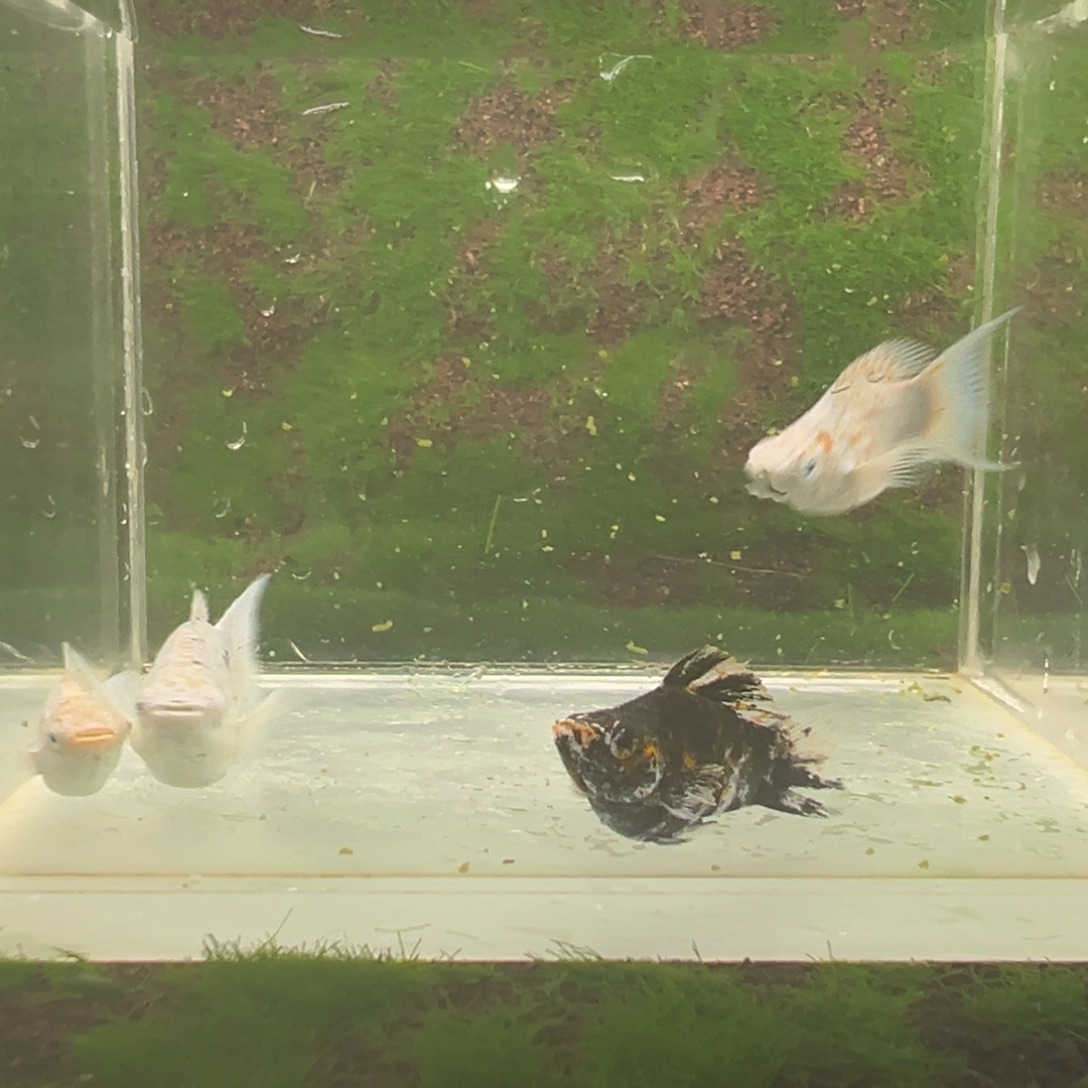黑玛丽鱼亚成奶牛3条黑虎一条