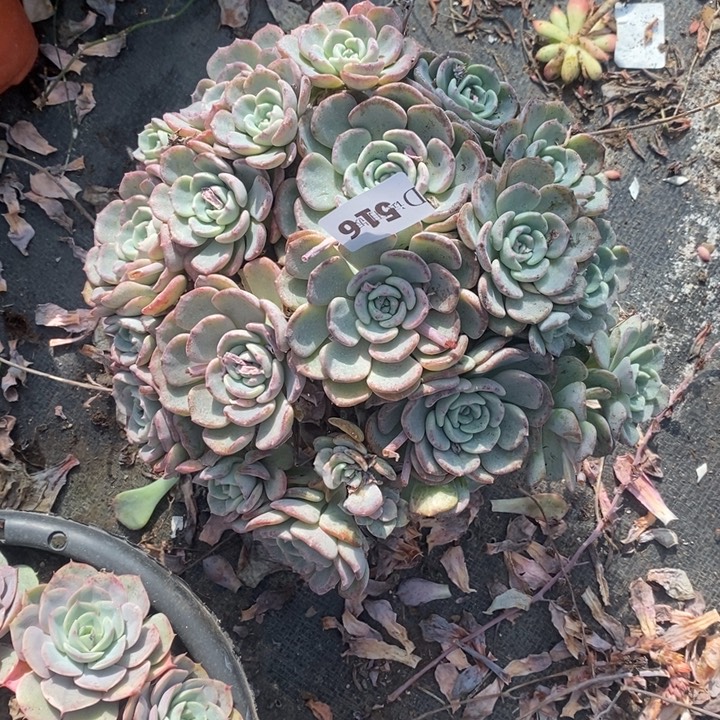 小***哒516千山雪多肉植物多肉