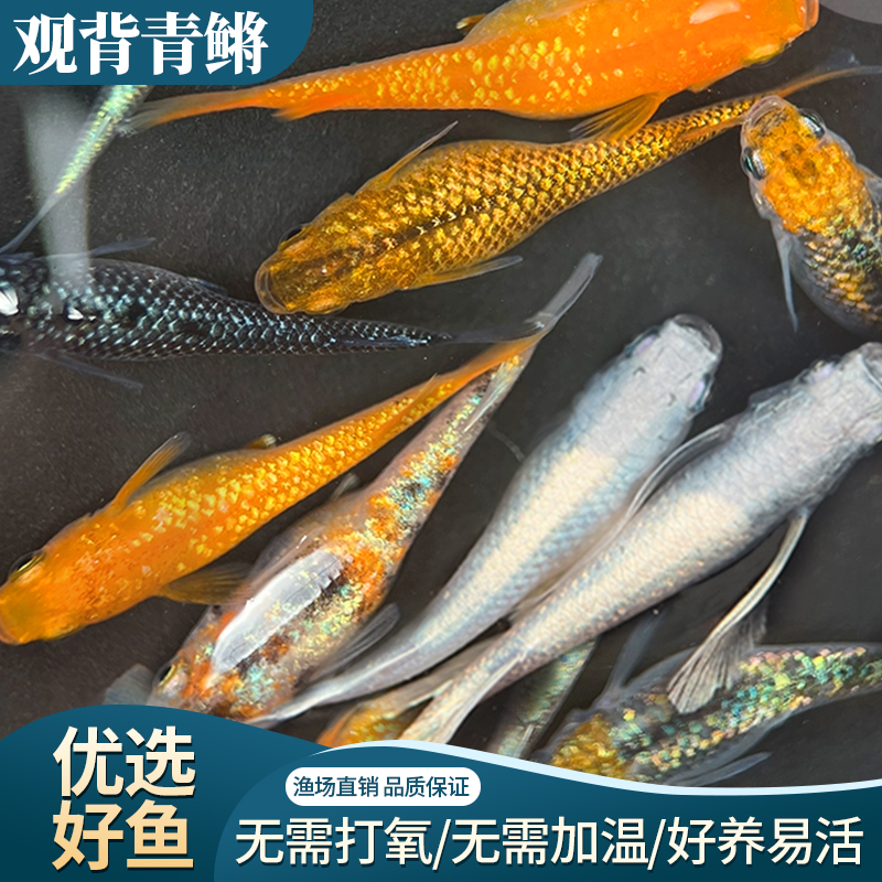 观背青鳉一物一拍小型观赏鱼好养易活