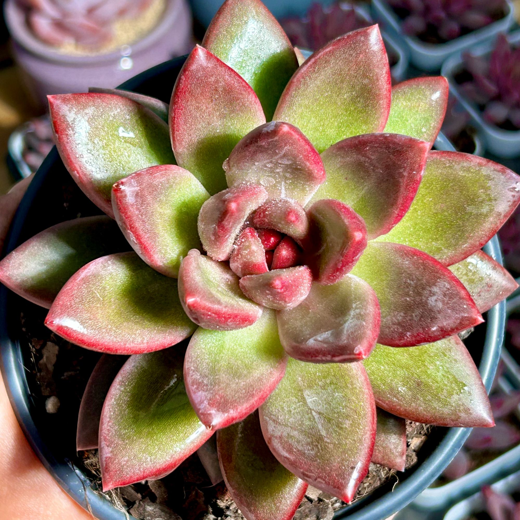 慢悠花房 迷雾泡泡 精品多肉阳台绿植园艺盆栽花卉庭院多肉植物