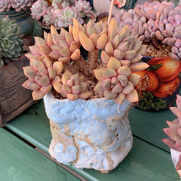 红象牙自然小树无砍