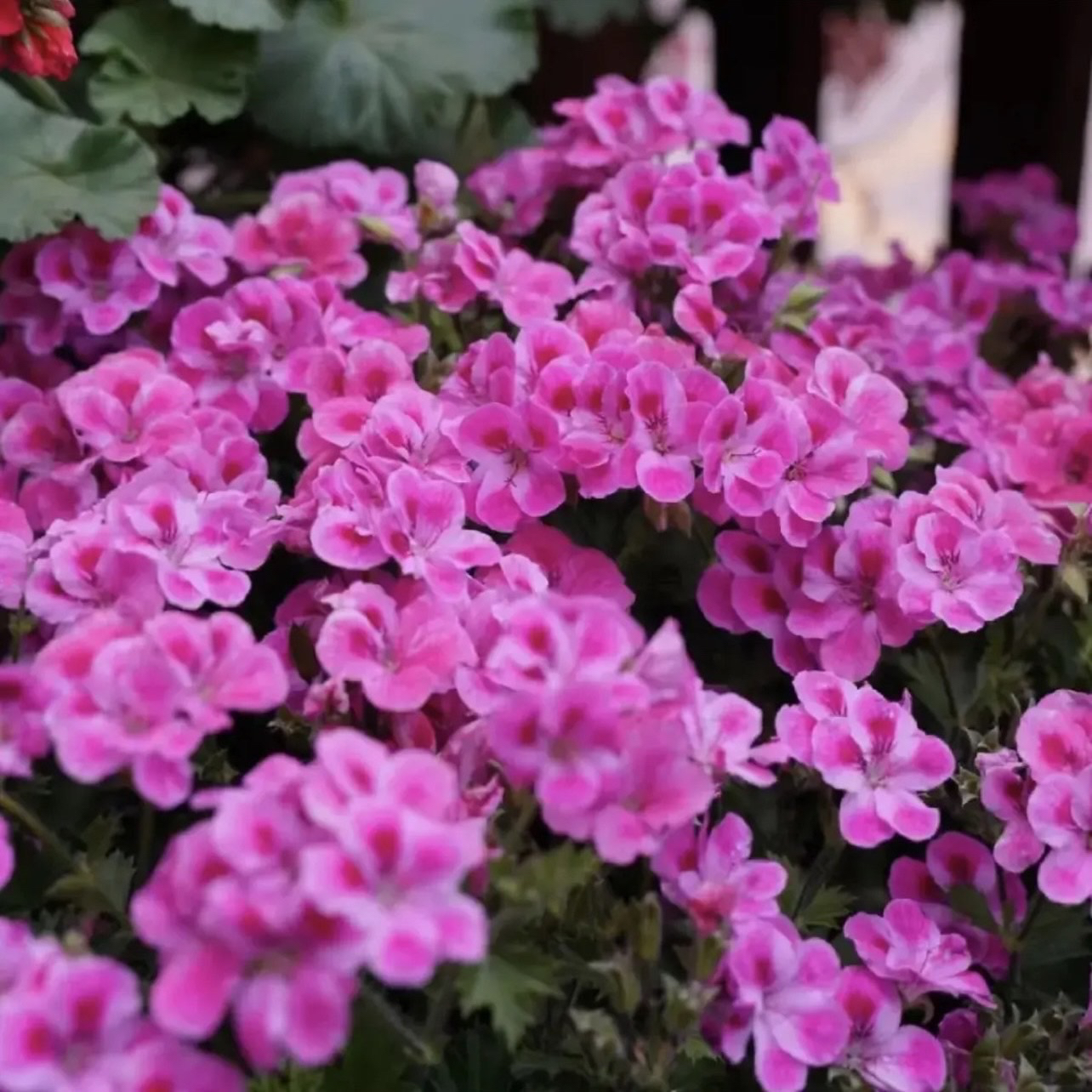 【糖果风车】大花天竺葵蝴蝶梅