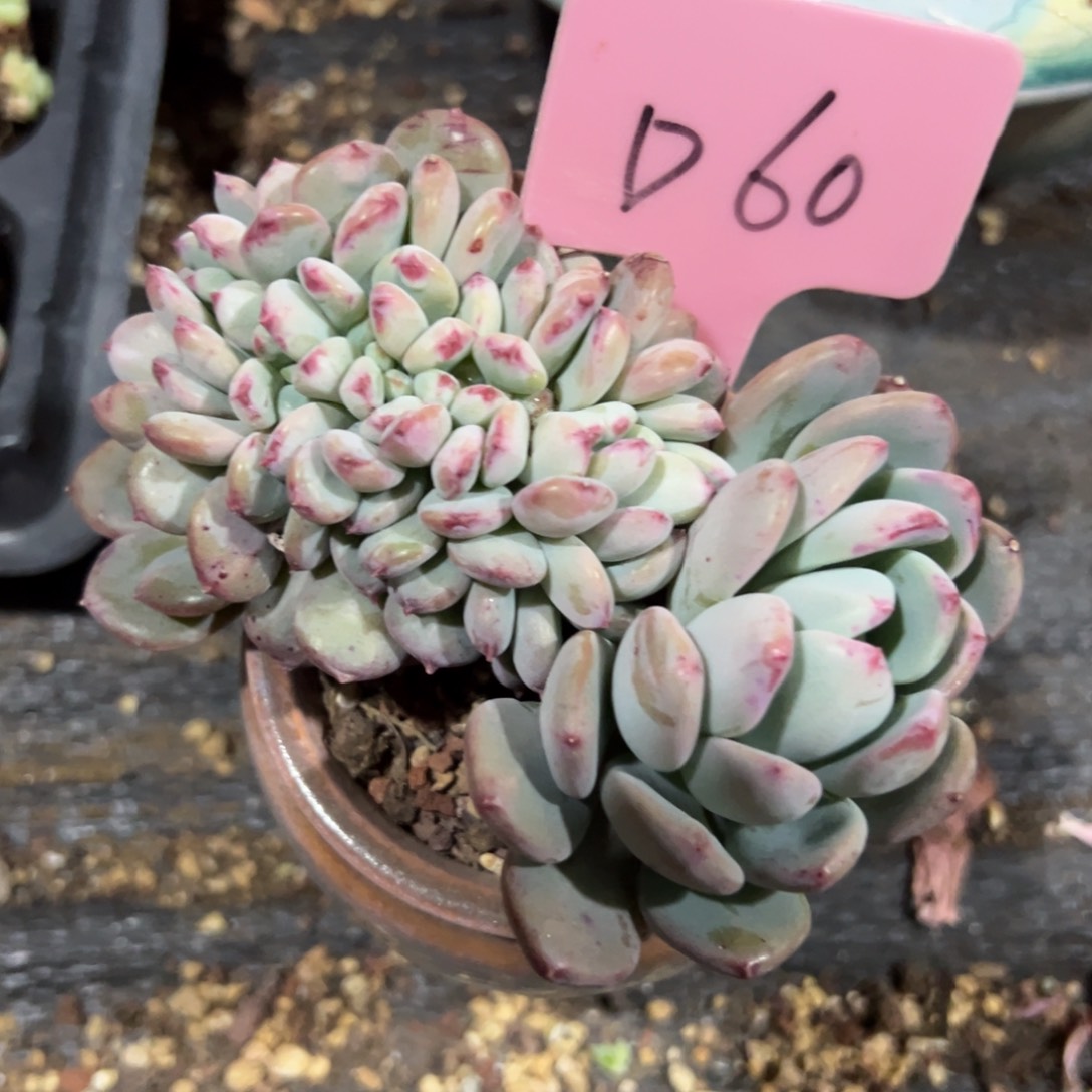 多肉植物一物一拍