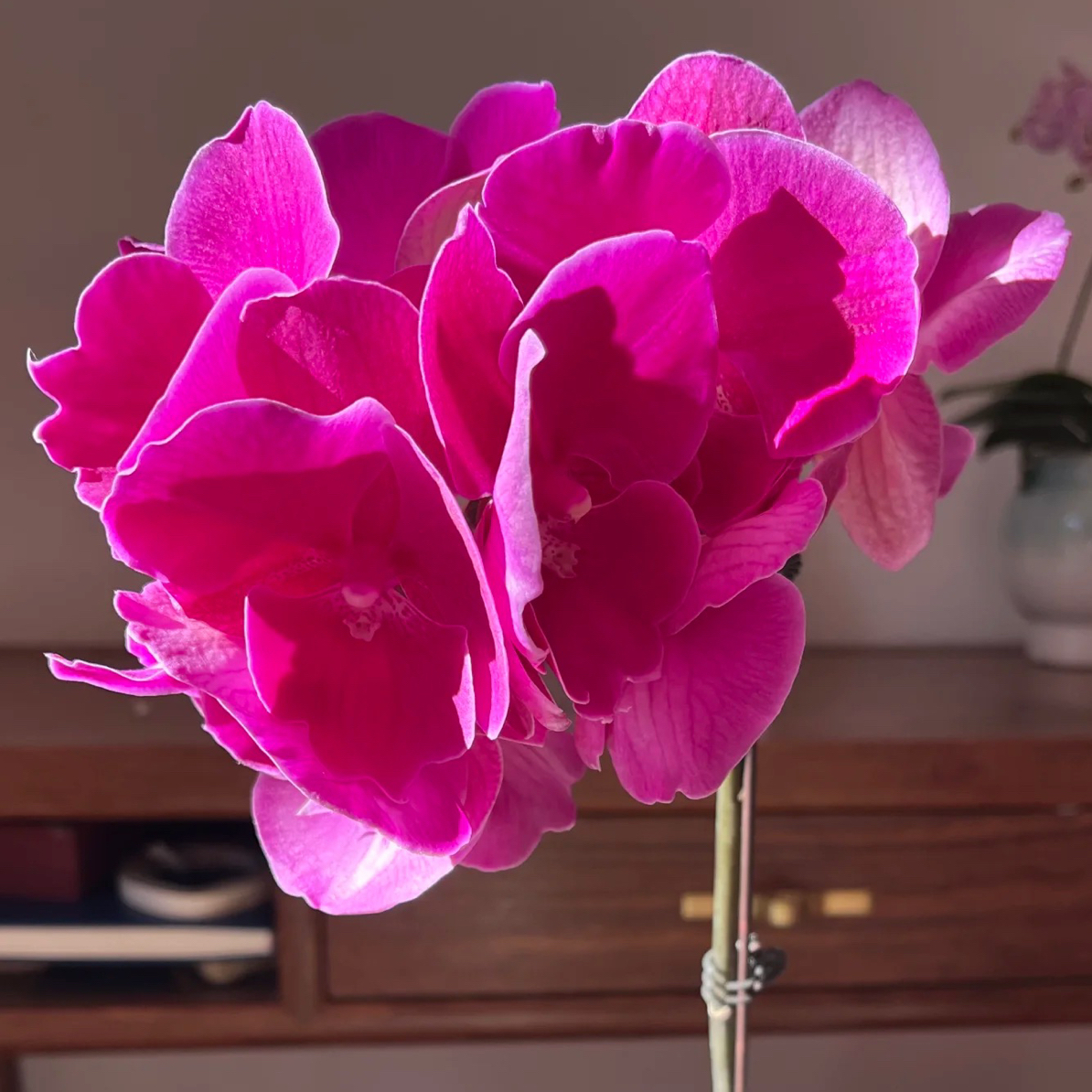 兰蝶汇「火鹤」蝴蝶兰花卉