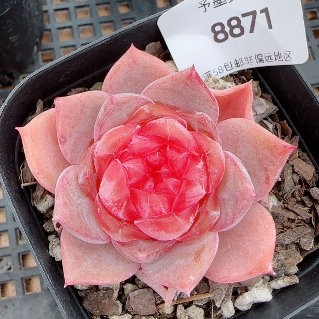 新品，8871多肉植物