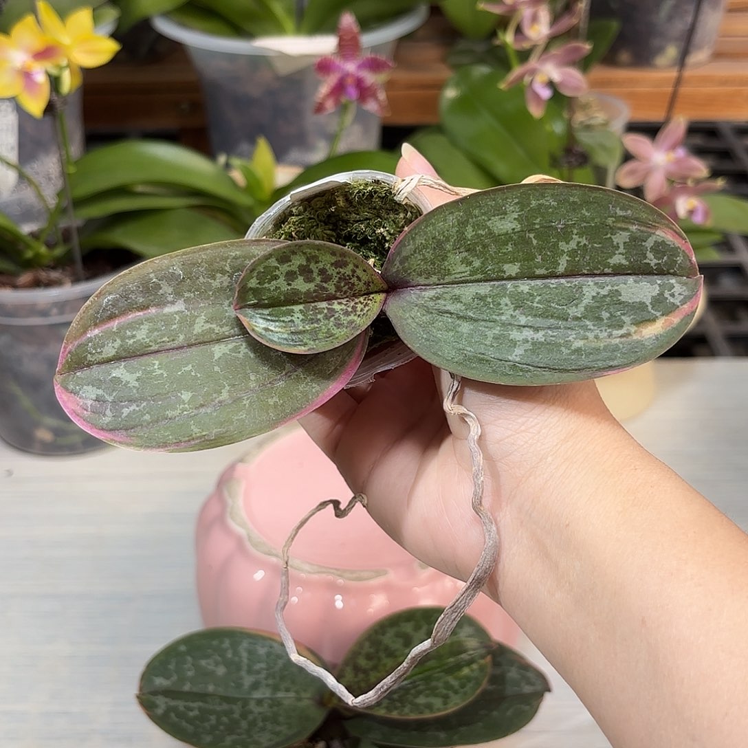 刘***哥当前无花栽培后可以开花叶异彩虹