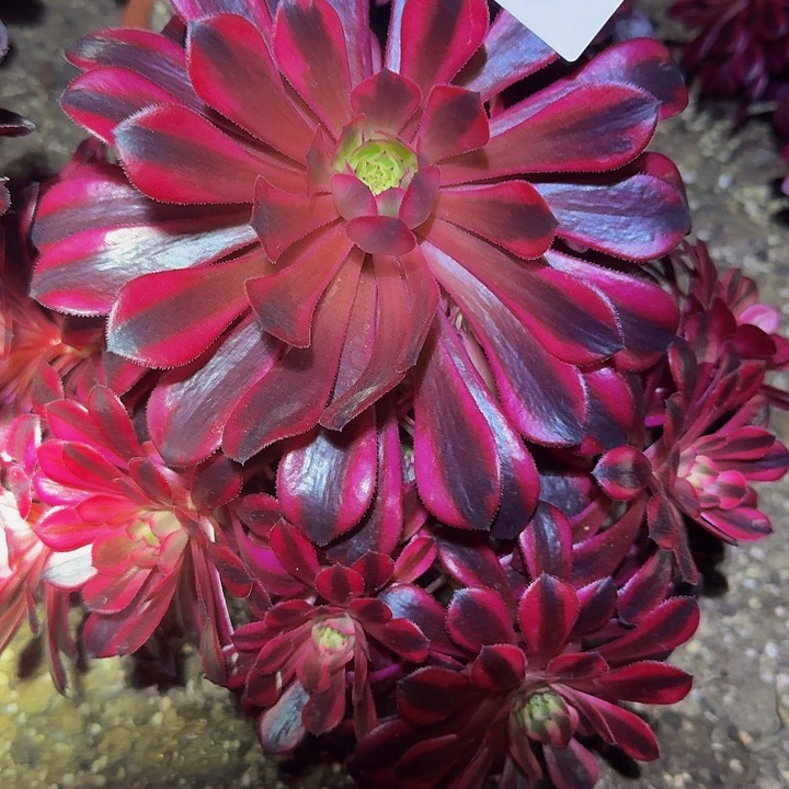 浴***啊精品黑铜壶超白锦福利81