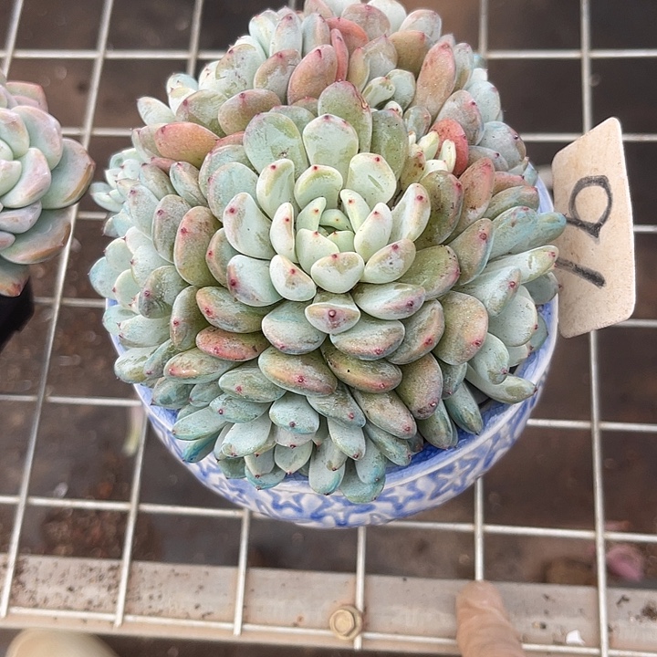 要***呀两单包邮，一物一拍91