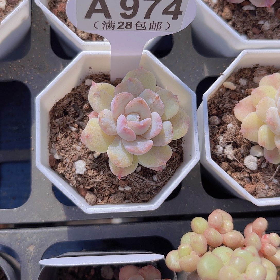 A974水晶裙摆一物一拍