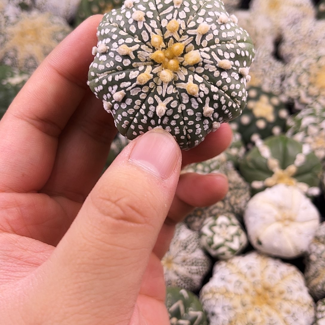 哈哈哈哈哈哈ｖ兜兜兜