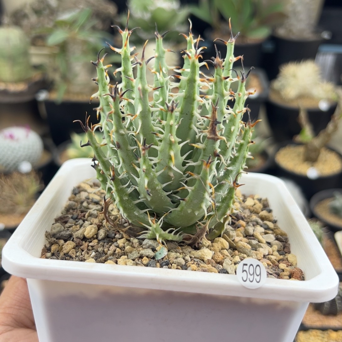 黑魔殿芦荟一物一拍599