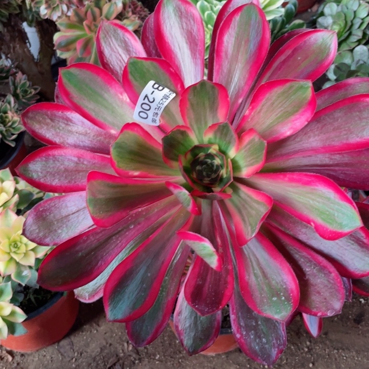 200红膜女多肉12345678