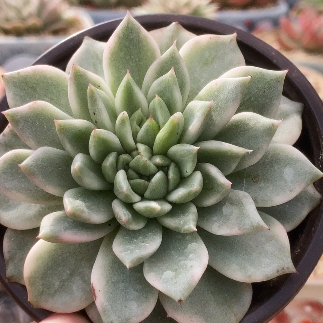 103东云杂锦锦锦锦锦锦锦