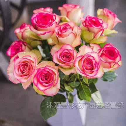 梦露玫瑰花大苗盆栽四季开阳台庭院室内外花卉观花绿植物特大花型