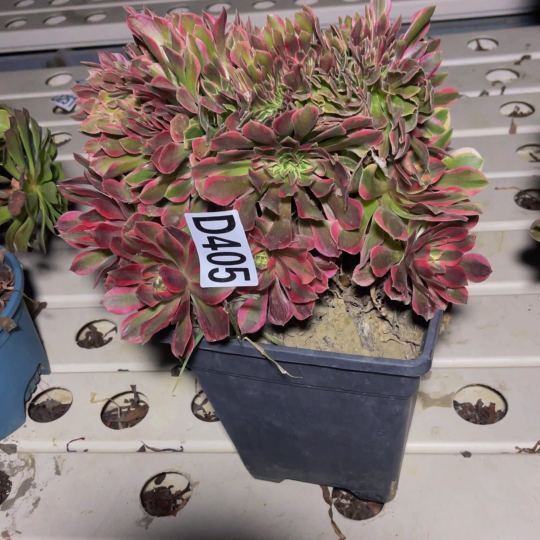 女神法师7//////11包邮