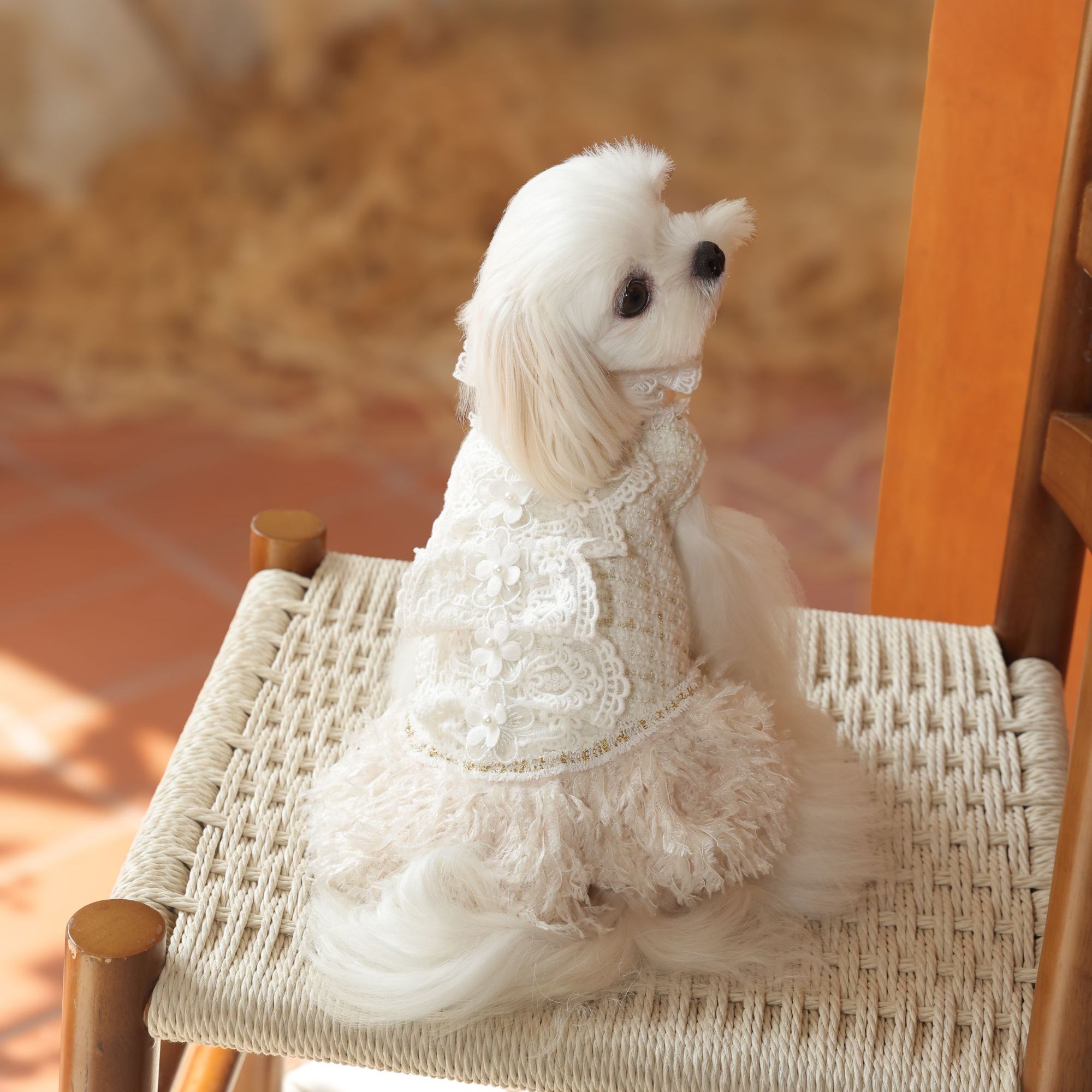 米白蕾丝珍珠花羽毛宠物高定裙装