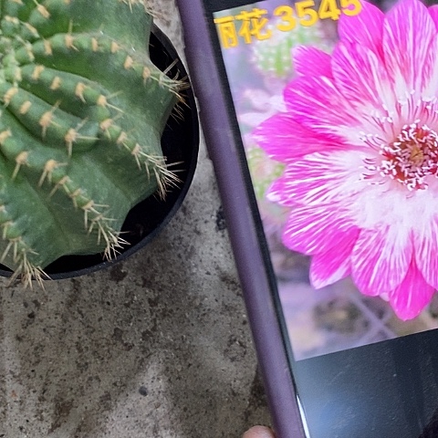 八仙女仙人球，26990