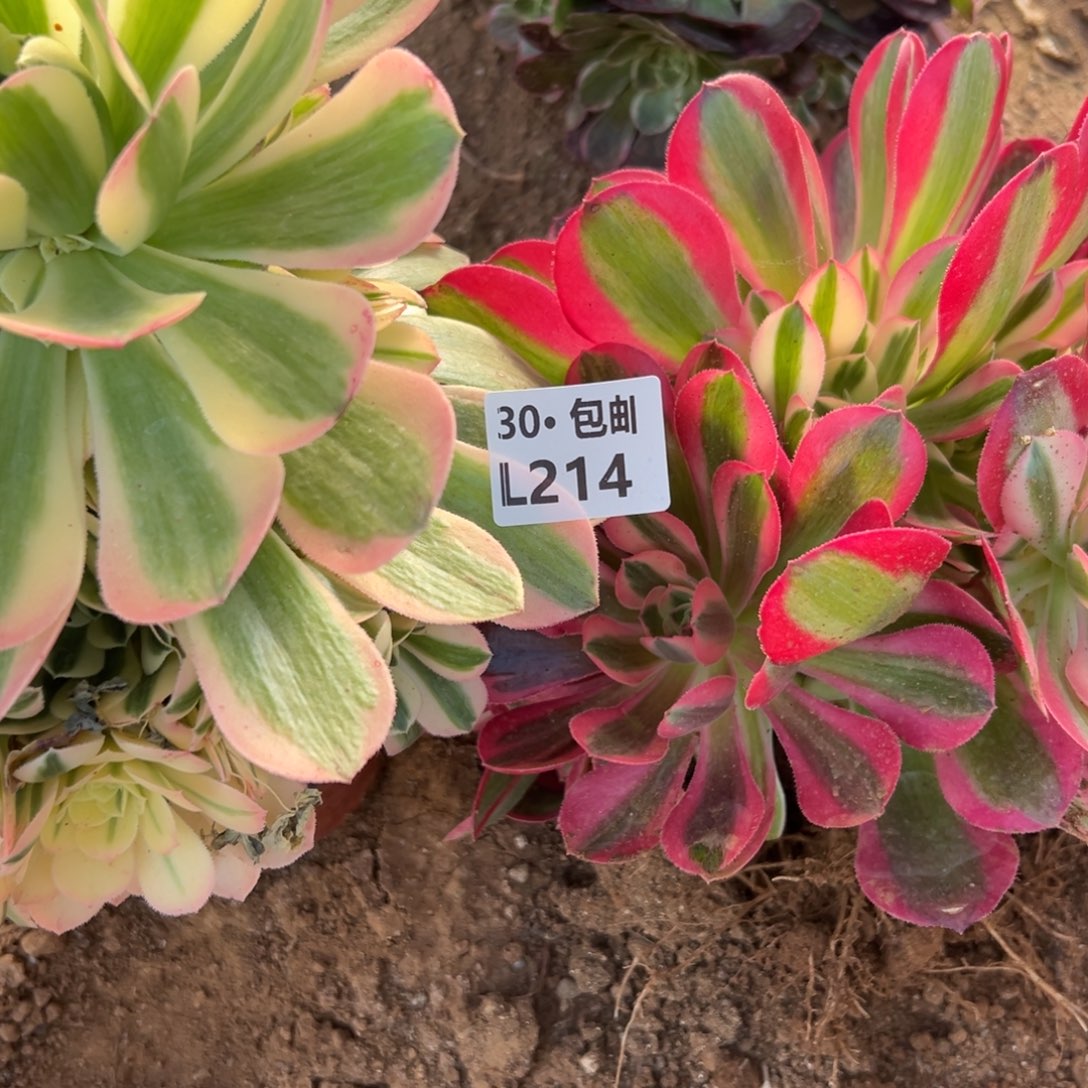 2颗组合满20包邮，