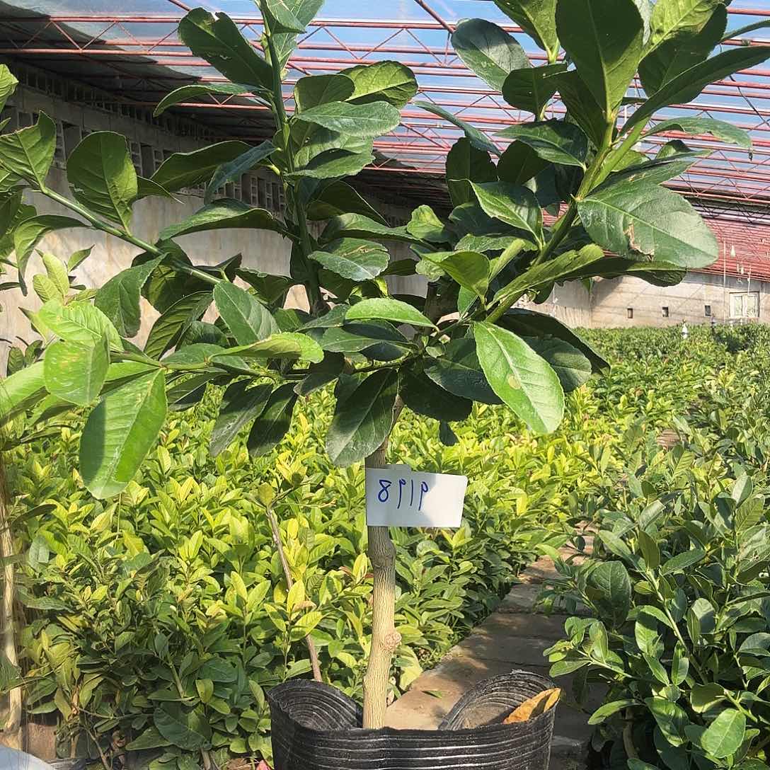 无花朵香水柠檬一物一拍