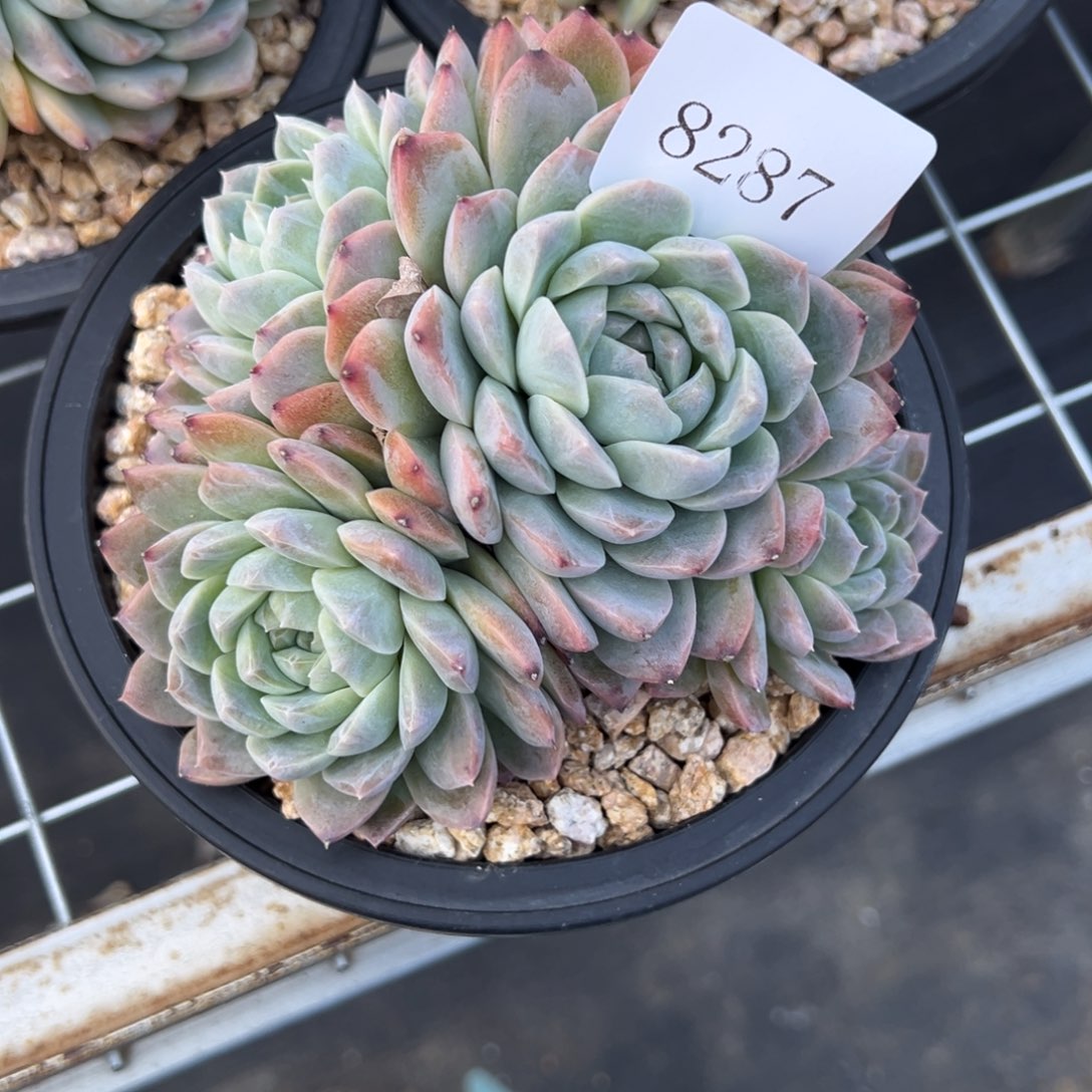 余*…8287多肉多多多多