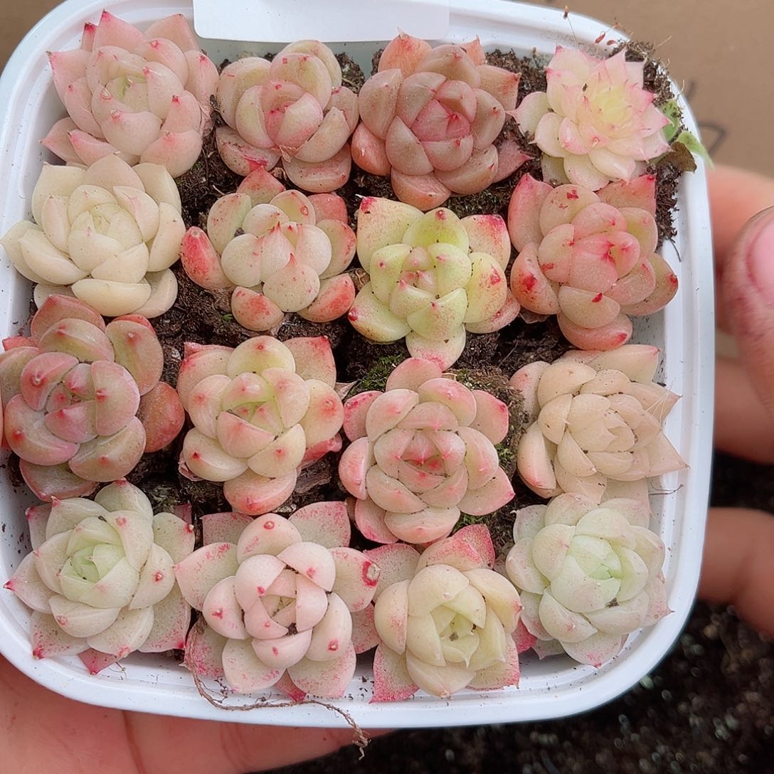 1-819 新疆西藏内蒙不发12.8包邮2-3公分多肉