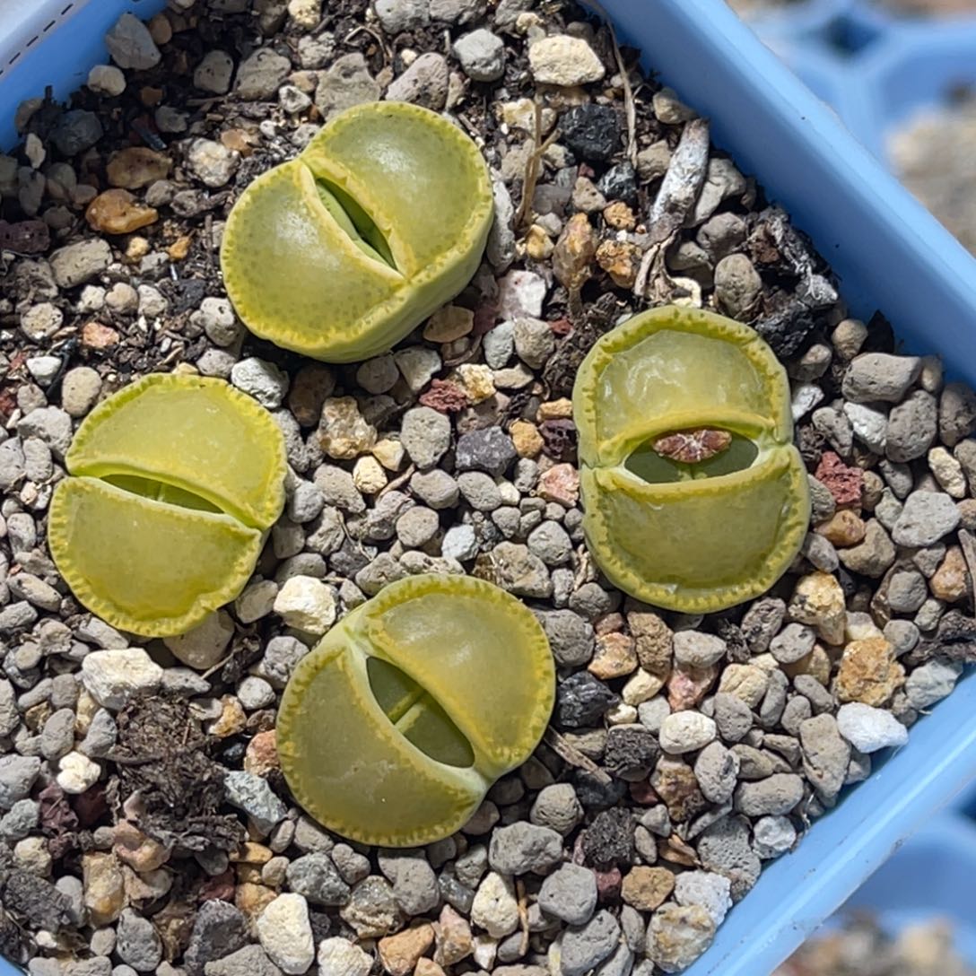 7075绿帽子4颗尺寸1.6