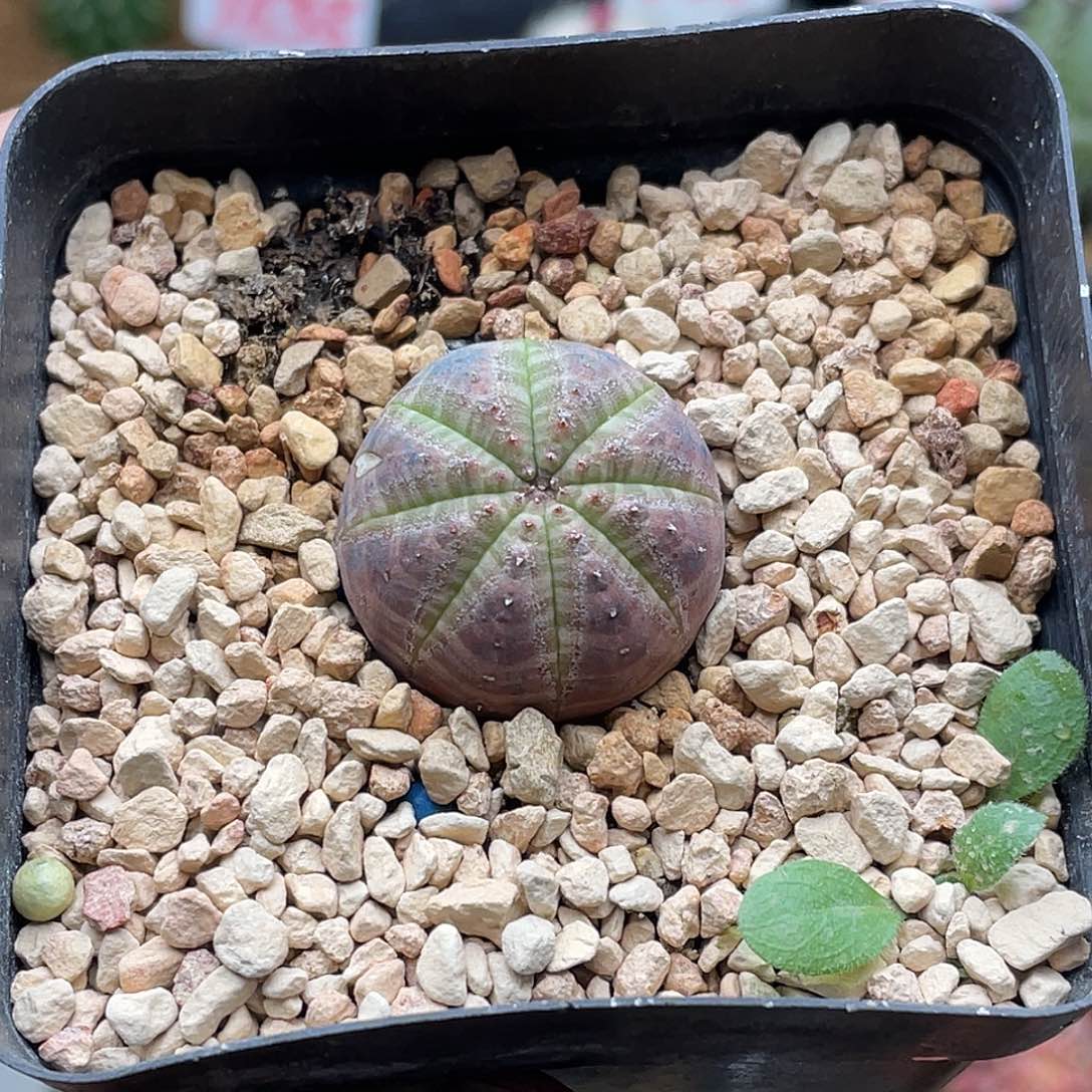 实生胭脂欧系布纹球 微瑕