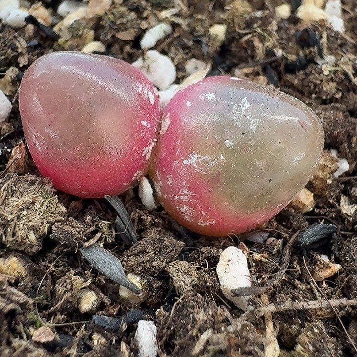 老马生石花双头灯泡1622